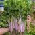 紫玉香芹种子种籽红芹紫芹蔬菜阳台四季播特色孑红色紫色孑