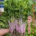 紫玉香芹种子种籽红芹紫芹蔬菜阳台四季播特色孑红色紫色孑