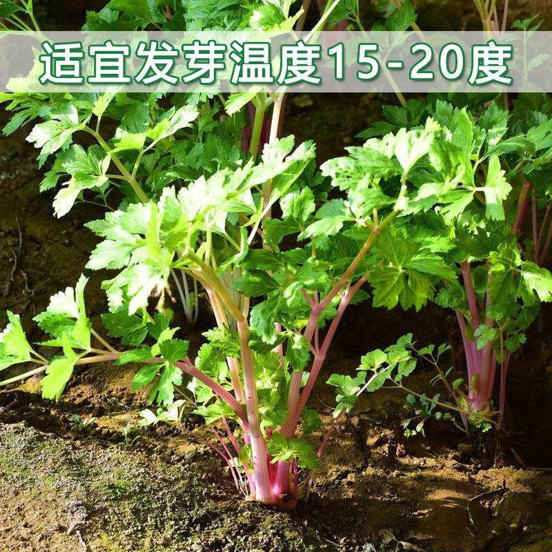 紫玉香芹种子种籽红芹紫芹蔬菜阳台四季播特色孑红色紫色孑