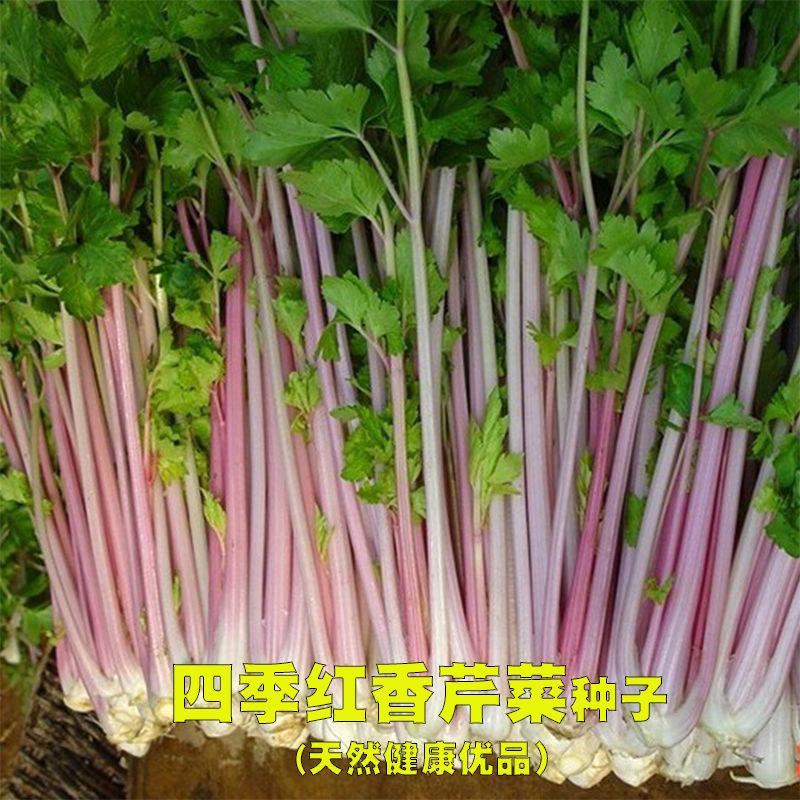 紫玉香芹种子种籽红芹紫芹蔬菜阳台四季播特色孑红色紫色孑