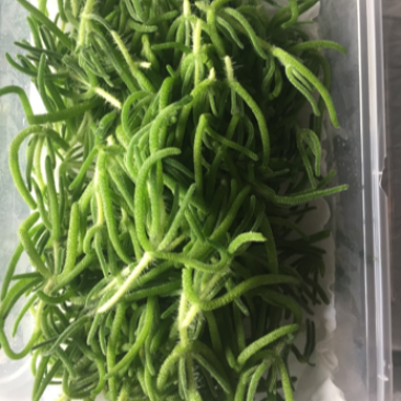 冰山美人新品冰草，冰山草