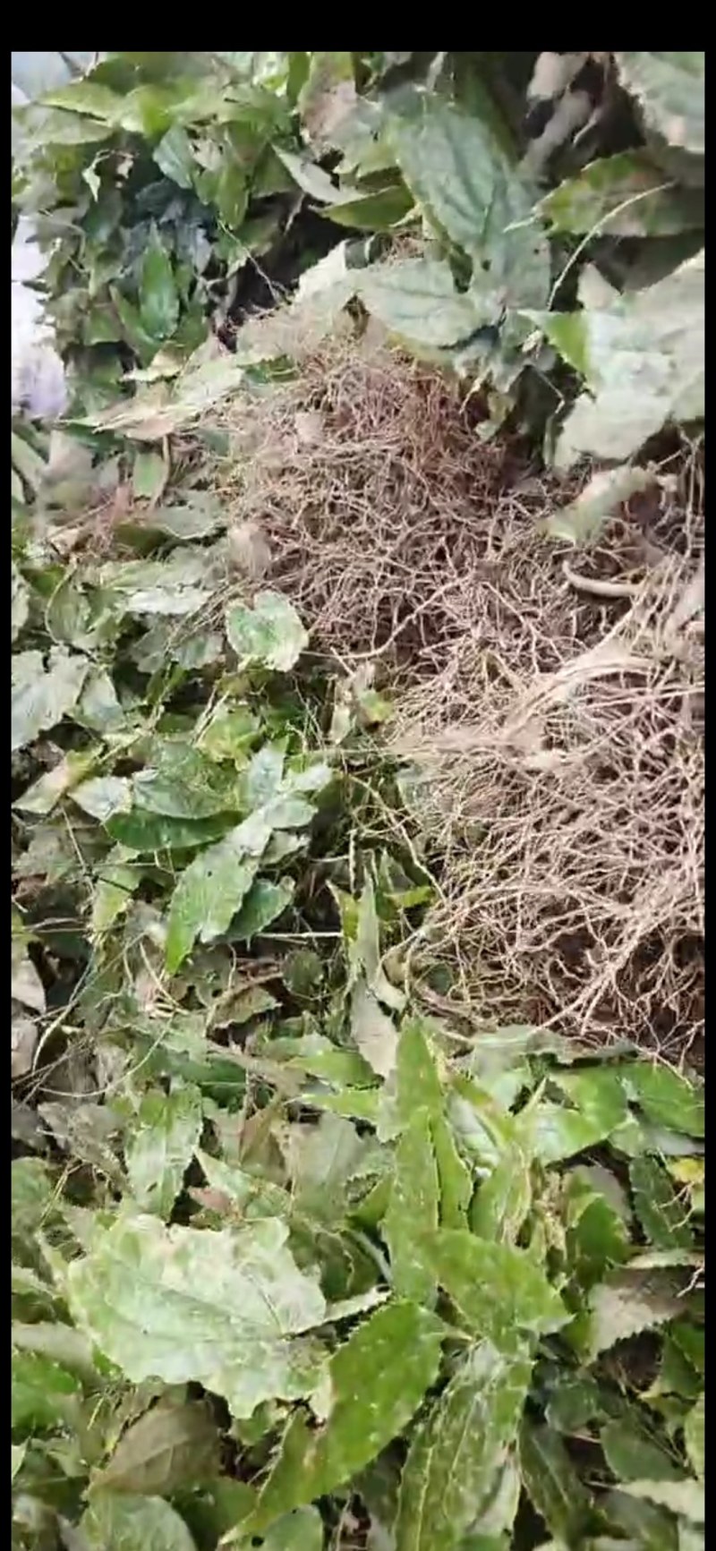 甘肃陇南高含量柔毛淫羊藿种苗，需要的种植的老板联系