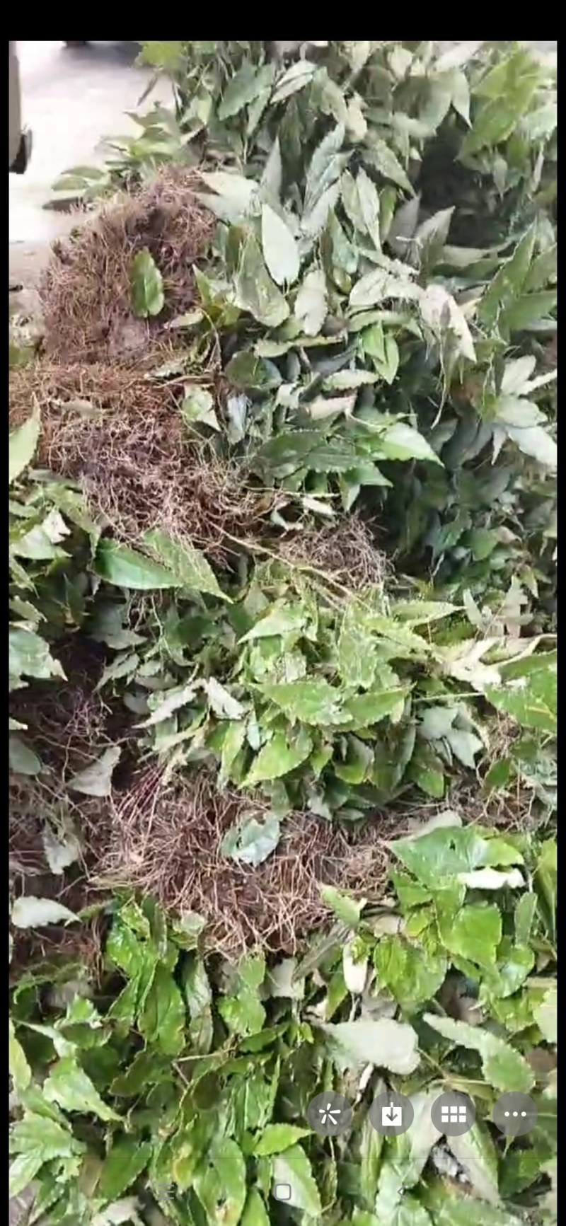 甘肃陇南高含量柔毛淫羊藿种苗，需要的种植的老板联系