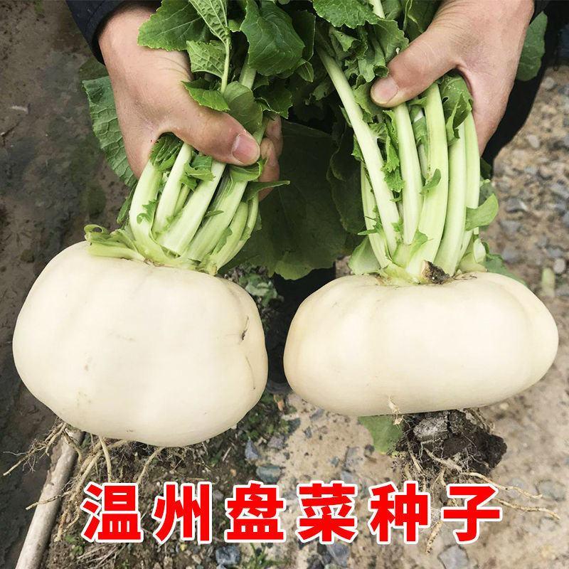 温州盘菜种籽盘菜种子浙江大盘菜种盘菜头秋季冬季萝卜蔬菜