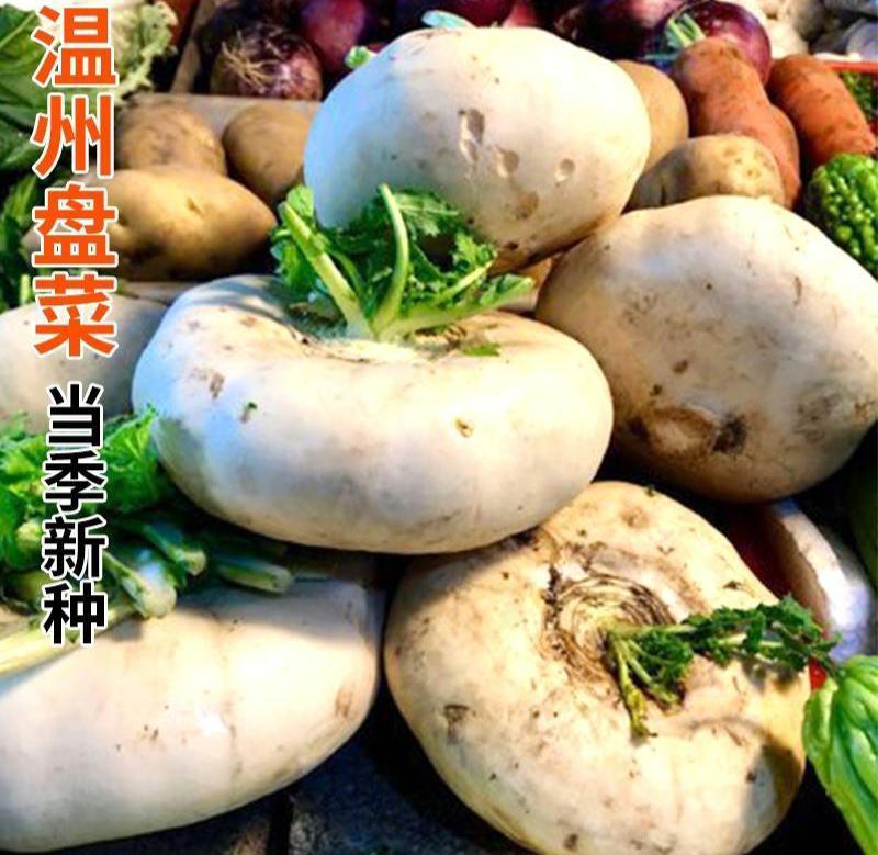 温州盘菜种籽盘菜种子浙江大盘菜种盘菜头秋季冬季萝卜蔬菜