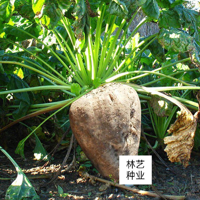 蔬菜种子四季播种甜菜种子甜菜根种子家庭盆子大田种子甜菜头