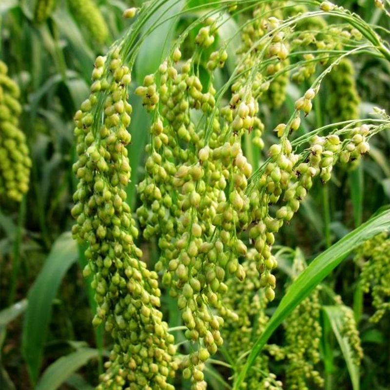 糯黍子种子大黄米种籽扫把笤帚糜子带壳糯米谷沁州黄软米粽子