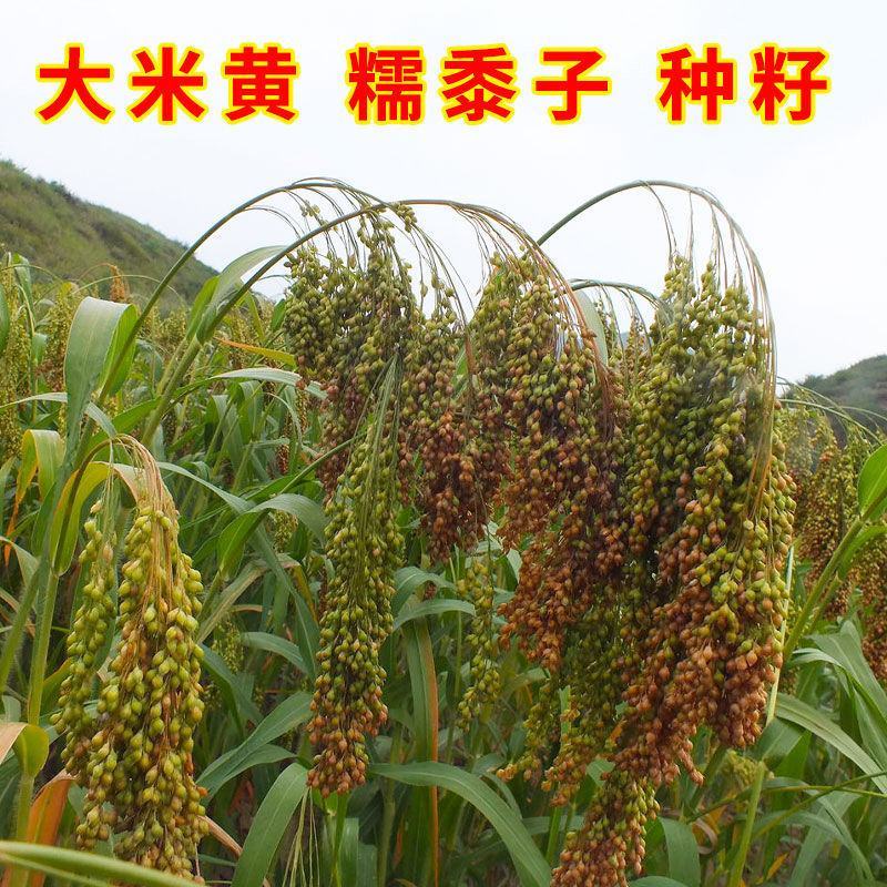 糯黍子种子大黄米种籽扫把笤帚糜子带壳糯米谷沁州黄软米粽子