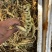 竹节参三七，自然生长。一斤起发，不议价