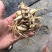 竹节参三七，自然生长。一斤起发，不议价