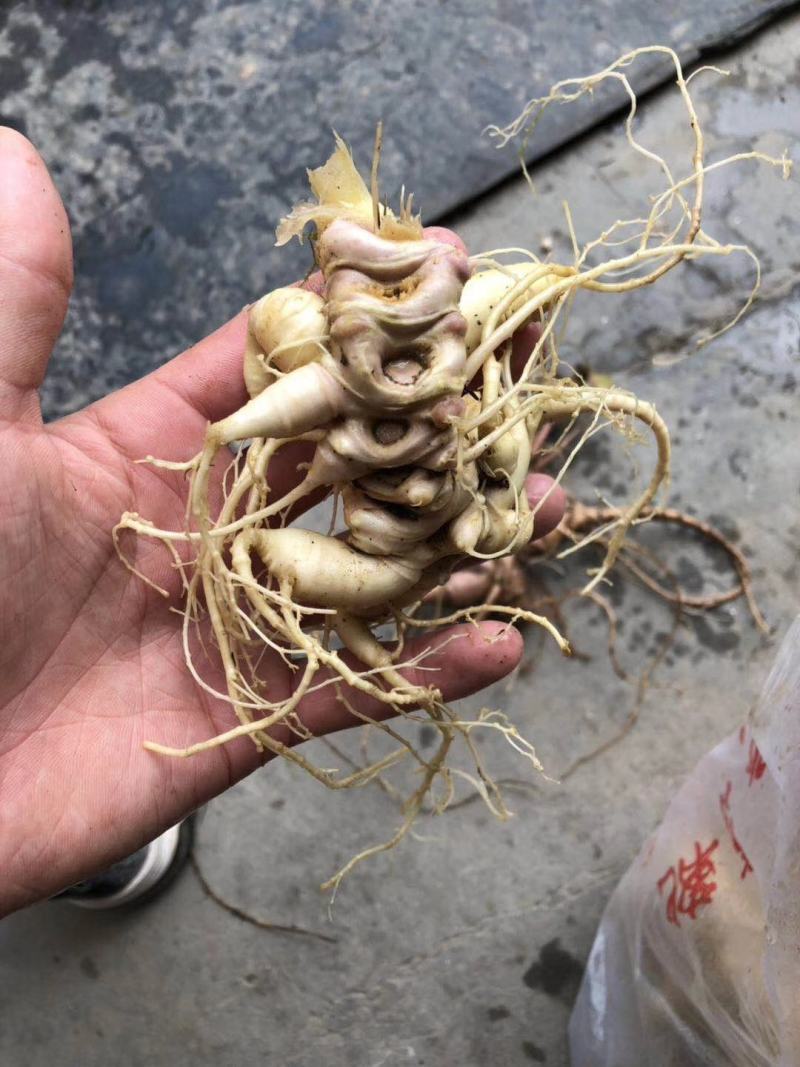 竹节参三七，自然生长。一斤起发，不议价