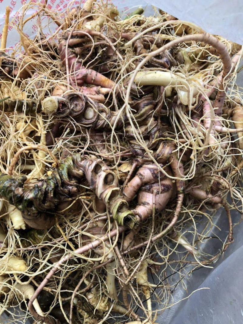 竹节参三七，自然生长。一斤起发，不议价
