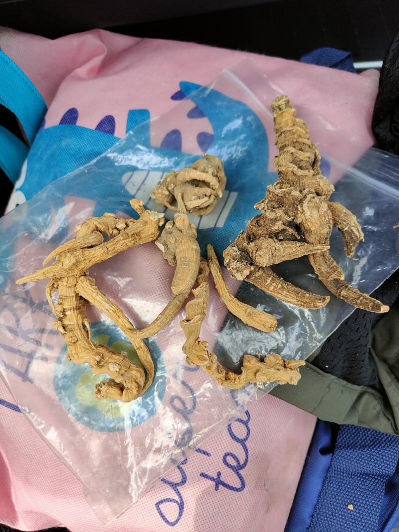 竹节参三七，自然生长。一斤起发，不议价