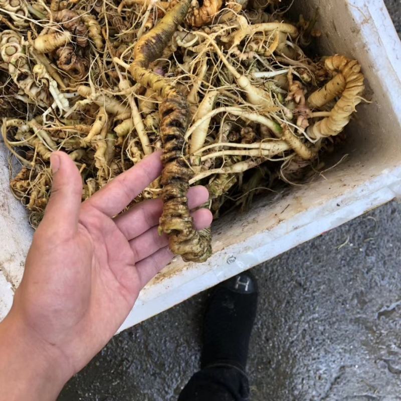 竹节参三七，自然生长。一斤起发，不议价