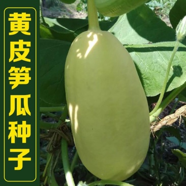 黄皮笋瓜种子老品种好吃包饺子春秋季早熟高产黄笋瓜种子