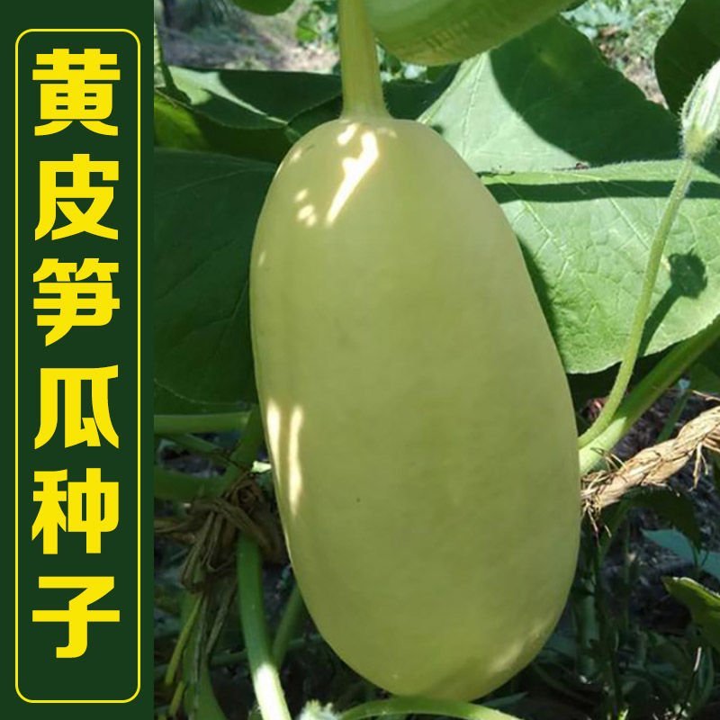 黄皮笋瓜种子老品种好吃包饺子春秋季早熟高产黄笋瓜种子