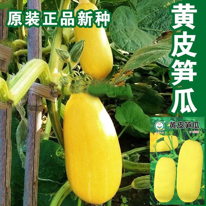 黄皮笋瓜种子老品种好吃包饺子春秋季早熟高产黄笋瓜种子