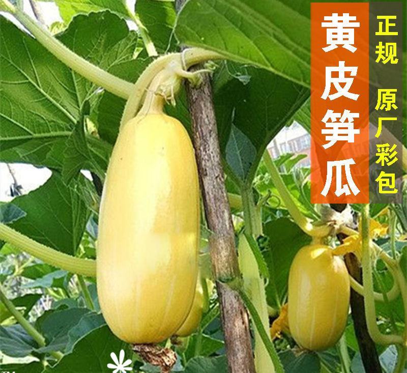 黄皮笋瓜种子老品种好吃包饺子春秋季早熟高产黄笋瓜种子