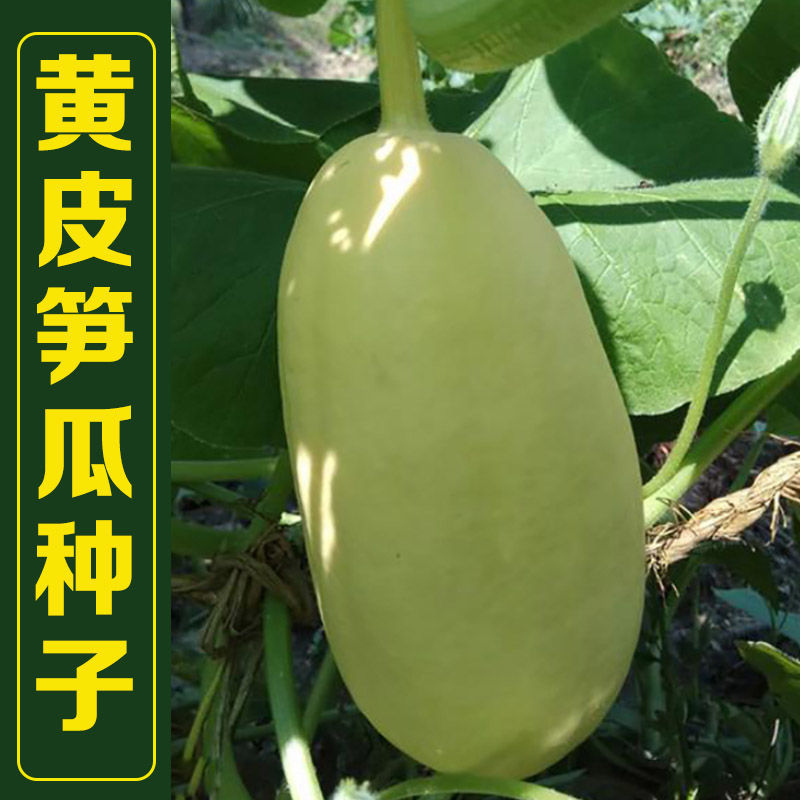 黄皮笋瓜种子老品种好吃包饺子春秋季早熟高产黄笋瓜种子