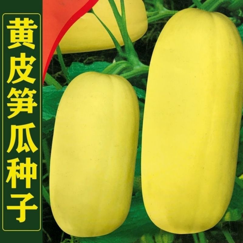 黄皮笋瓜种子老品种好吃包饺子春秋季早熟高产黄笋瓜种子