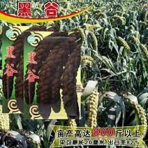 黑谷黑小米种子黑谷子种籽五谷杂粮稻谷粘性强油性大小米种孑