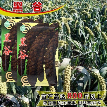 黑谷黑小米种子黑谷子种籽五谷杂粮稻谷粘性强油性大小米种孑
