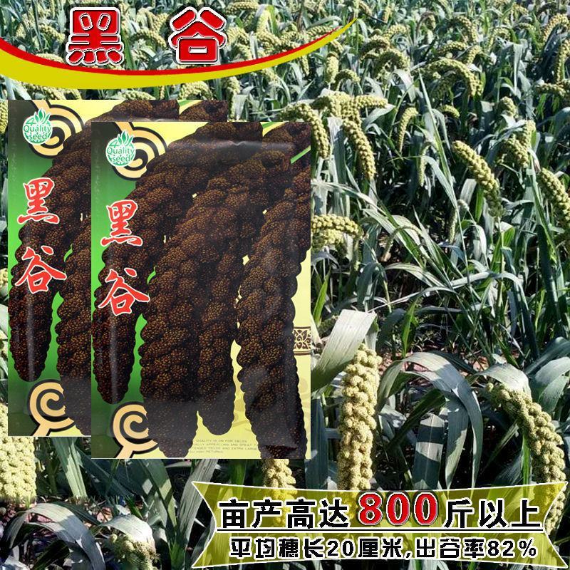 黑谷黑小米种子黑谷子种籽五谷杂粮稻谷粘性强油性大小米种孑