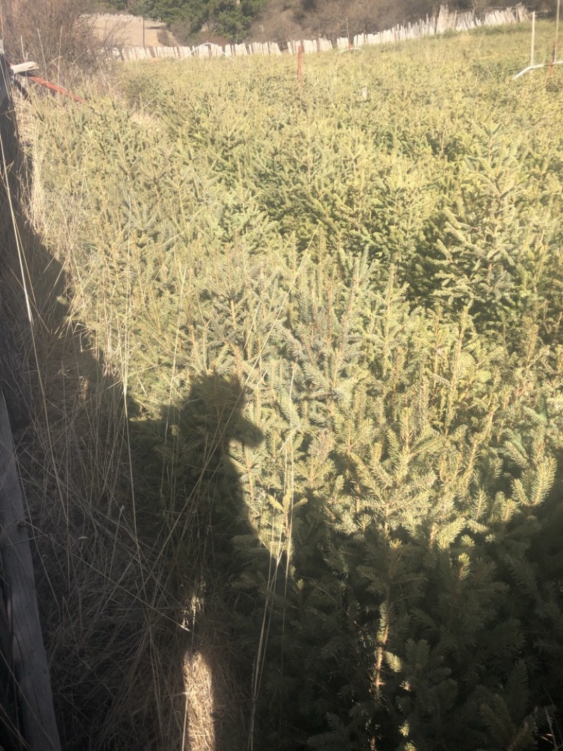 树苗松树苗油松苗