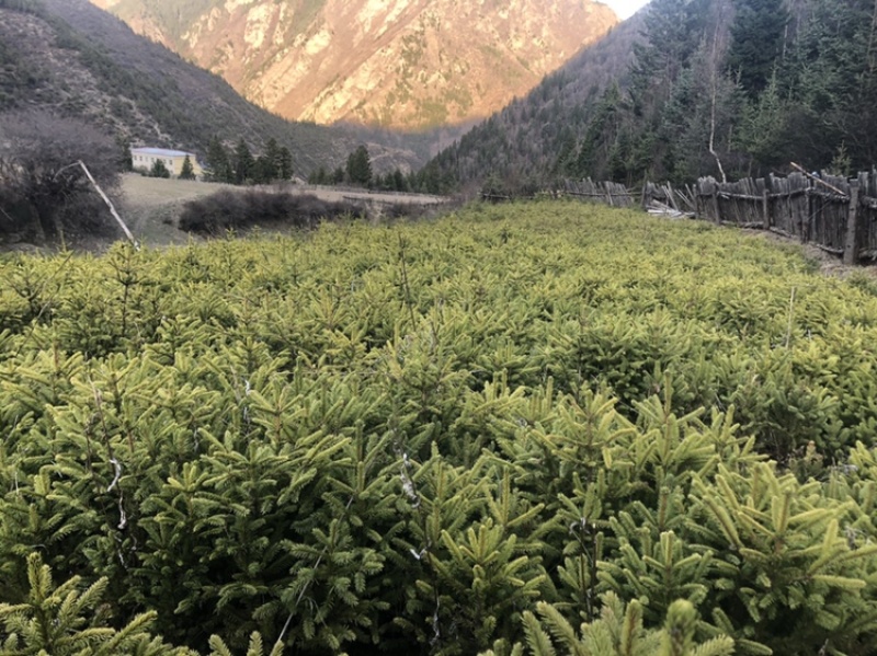 树苗松树苗油松苗