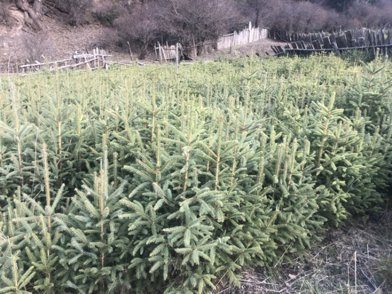 树苗松树苗油松苗