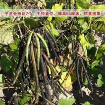 解暑绿豆种子优质高产绿豆种籽耐旱耐高温早熟绿豆种子绿豆芽