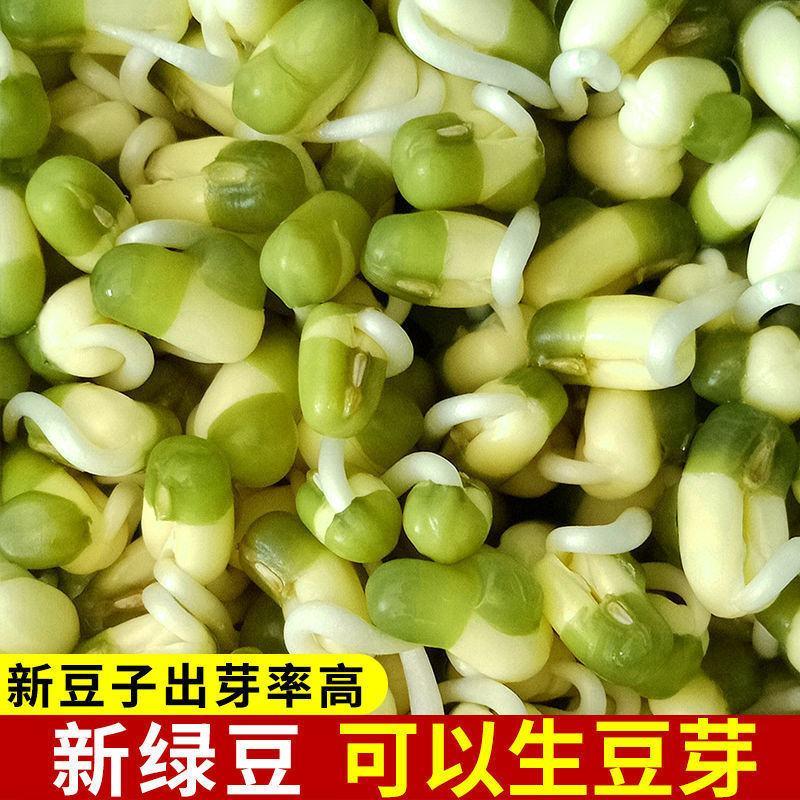解暑绿豆种子优质高产绿豆种籽耐旱耐高温早熟绿豆种子绿豆芽