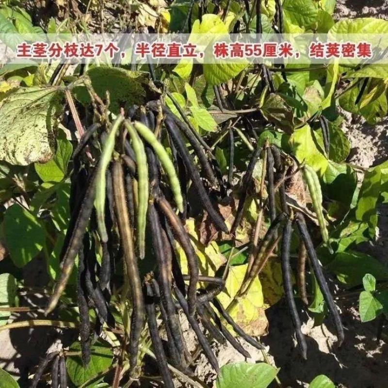 解暑绿豆种子优质高产绿豆种籽耐旱耐高温早熟绿豆种子绿豆芽