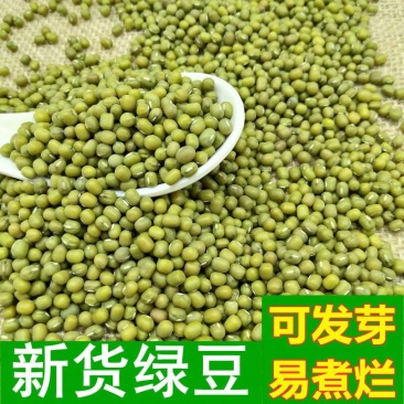 解暑绿豆种子优质高产绿豆种籽耐旱耐高温早熟绿豆种子绿豆芽