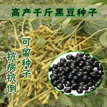 黑豆种子新豆农家绿心大豆绿芯五谷杂粮豆类东北大豆种子