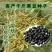 黑豆种子新豆农家绿心大豆绿芯五谷杂粮豆类东北大豆种子