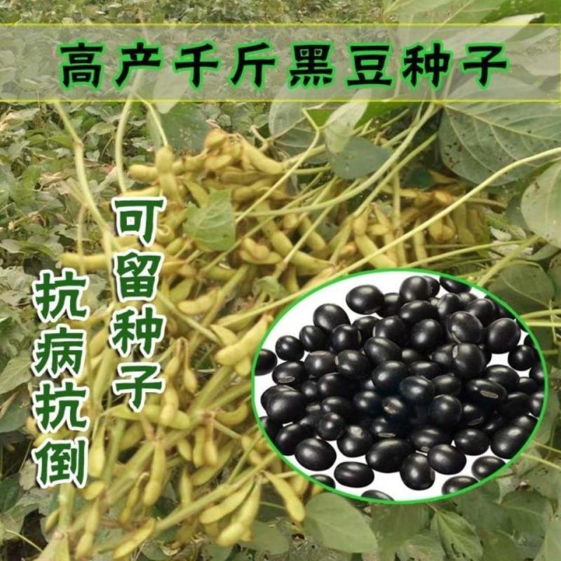 黑豆种子新豆农家绿心大豆绿芯五谷杂粮豆类东北大豆种子