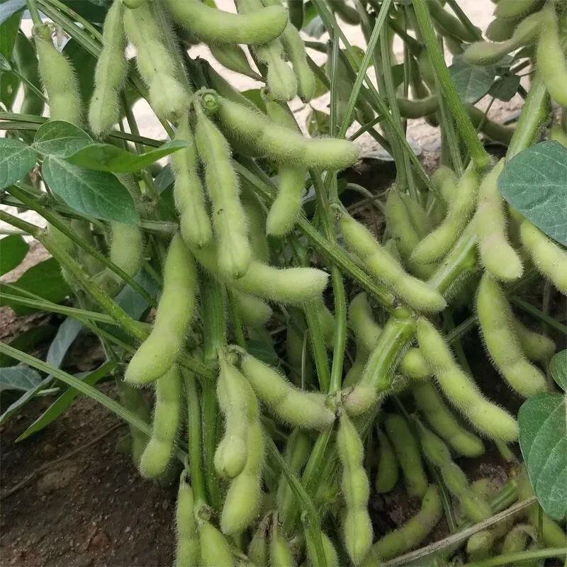 黑豆种子新豆农家绿心大豆绿芯五谷杂粮豆类东北大豆种子