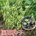黑豆种子新豆农家绿心大豆绿芯五谷杂粮豆类东北大豆种子