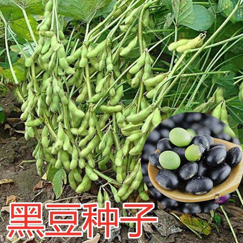 黑豆种子新豆农家绿心大豆绿芯五谷杂粮豆类东北大豆种子