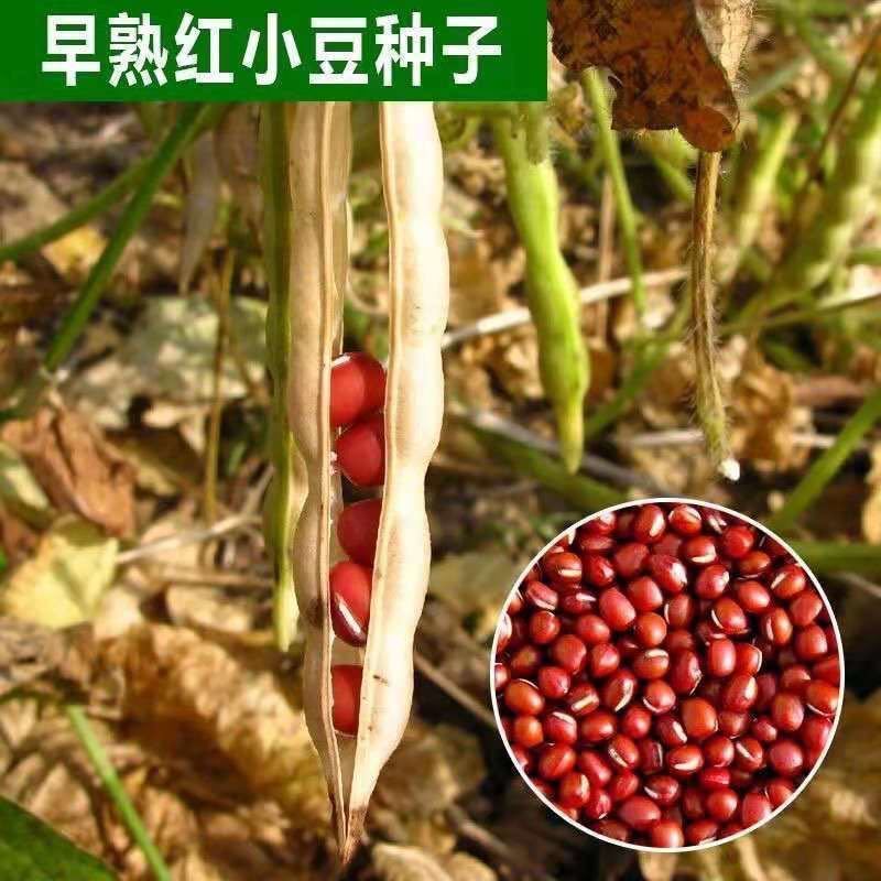 养生红小豆种子红豆种子五谷杂粮种子养生红小豆种子春播红豆