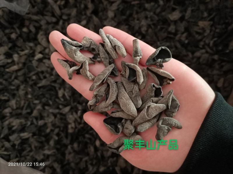 东北秋耳肉厚无根单片口感筋道支持一件代发