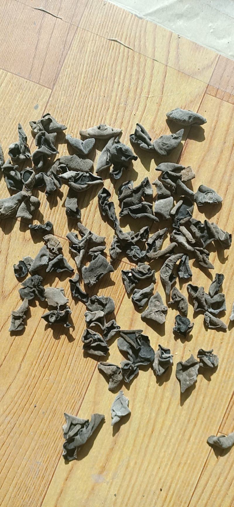 东北秋耳肉厚无根单片口感筋道支持一件代发