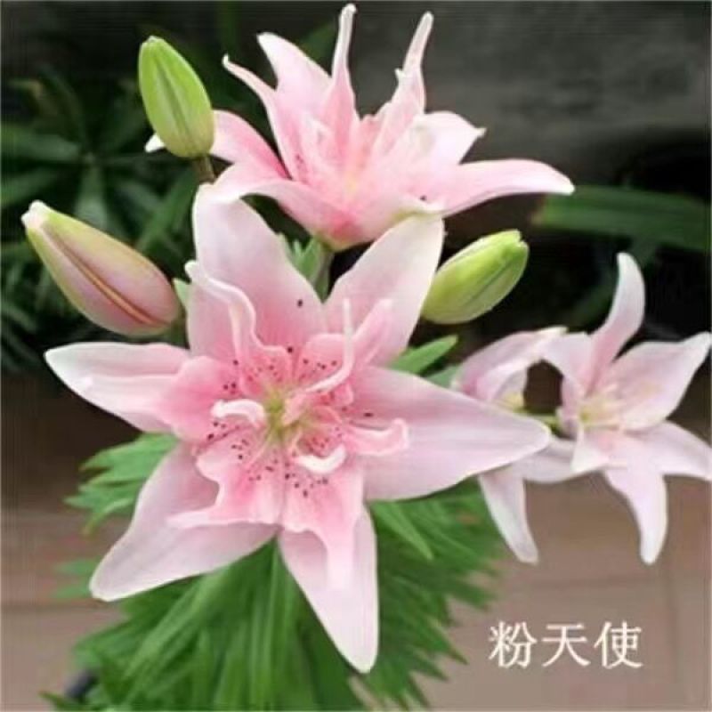 香水百合种球带芽耐寒四季盆栽室内阳台花卉绿植种子百合种球