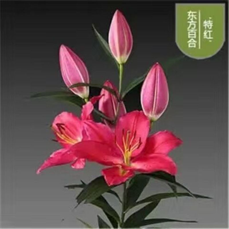 香水百合种球带芽耐寒四季盆栽室内阳台花卉绿植种子百合种球