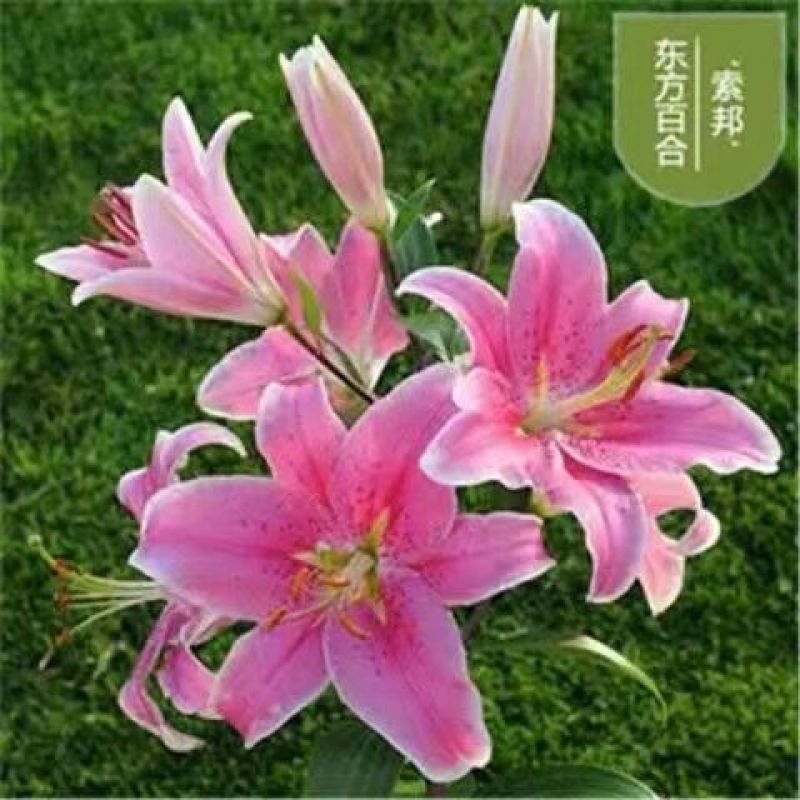 香水百合种球带芽耐寒四季盆栽室内阳台花卉绿植种子百合种球
