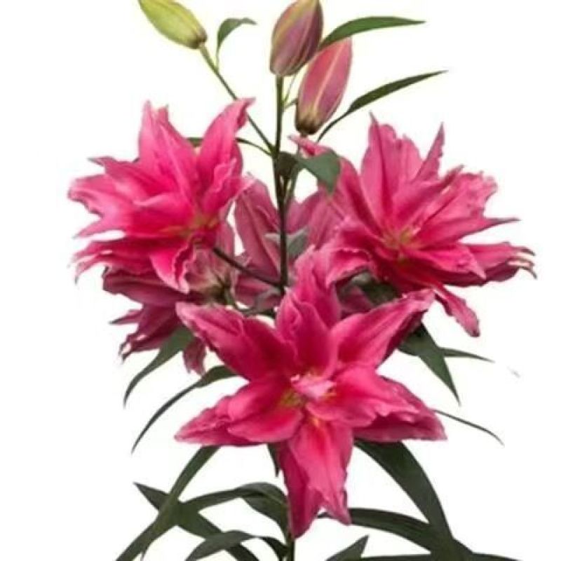 香水百合种球带芽耐寒四季盆栽室内阳台花卉绿植种子百合种球