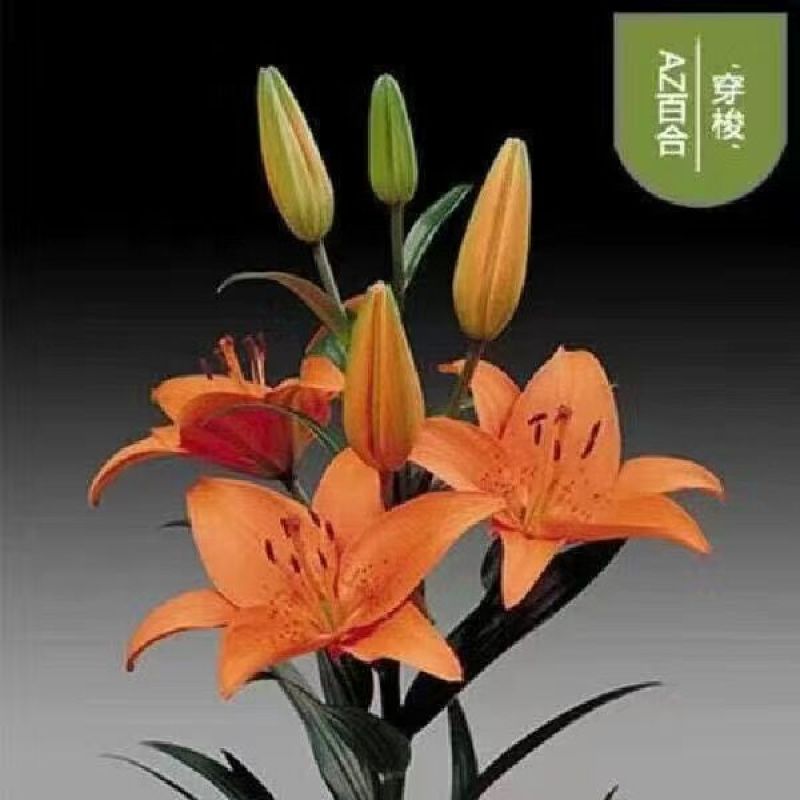 香水百合种球带芽耐寒四季盆栽室内阳台花卉绿植种子百合种球