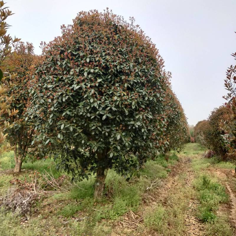 【优选商家】精品桂花树，小叶桂花树，包成活率苗圃一手货源