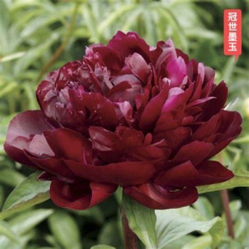 12年芍药花苗老桩室内外庭院四季易活牡丹开花多年生重瓣植